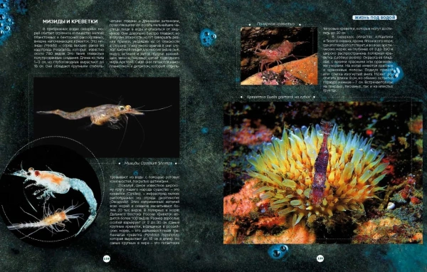 Книга "Таинственный мир северных морей"