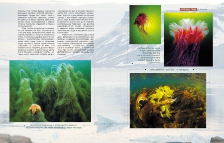 Книга "Таинственный мир северных морей"