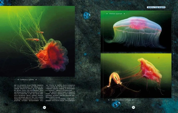 Книга "Таинственный мир северных морей"