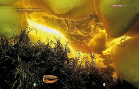 Книга "Таинственный мир северных морей"