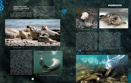 Книга "Таинственный мир северных морей"